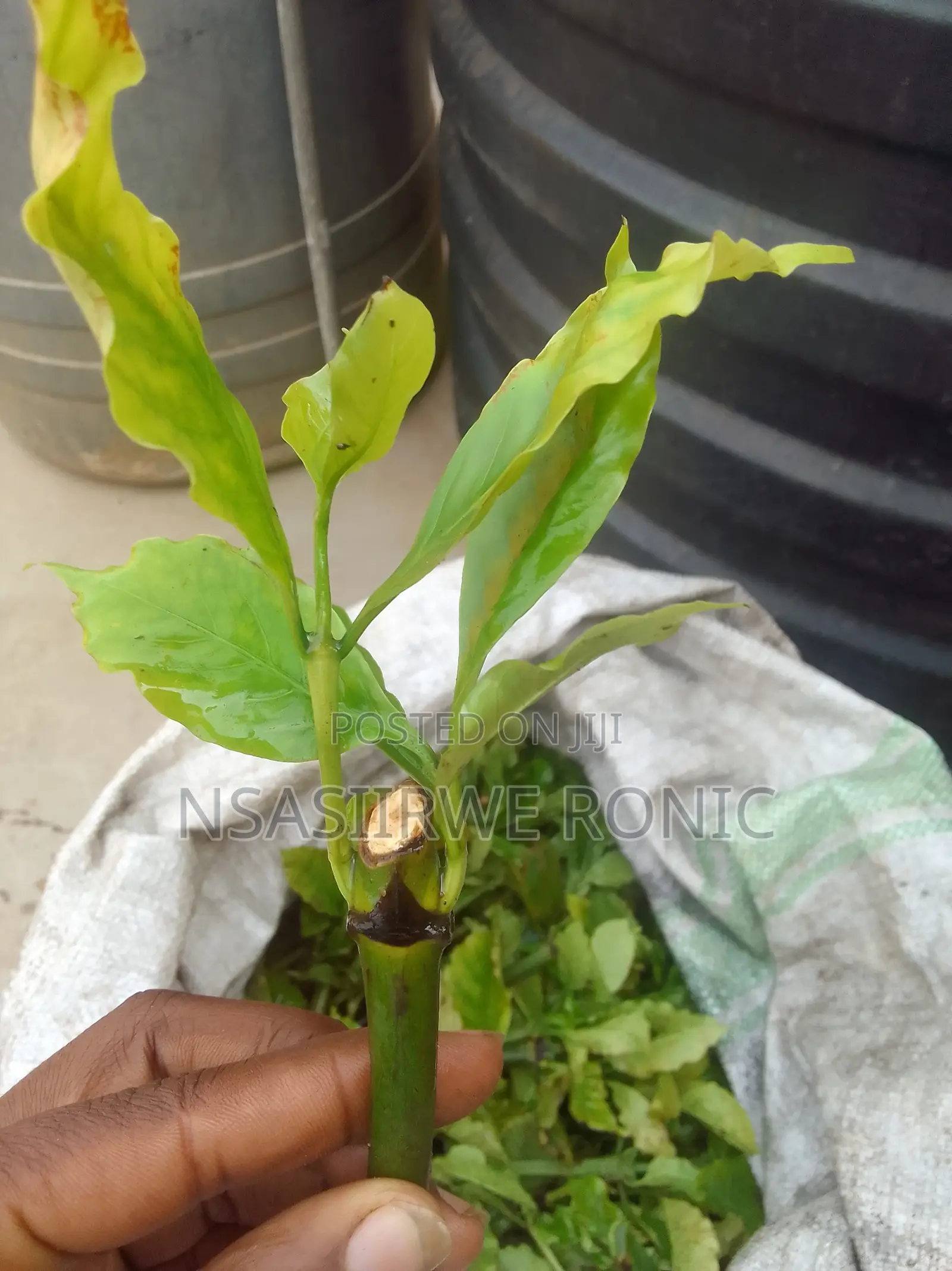 Coffee Cuttings Seeds