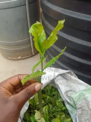 Coffee Cuttings Seeds
