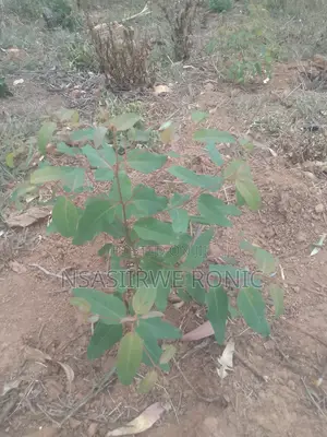 Coffee Cuttings Seeds