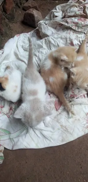 1-3 months Female Purebred American Curl