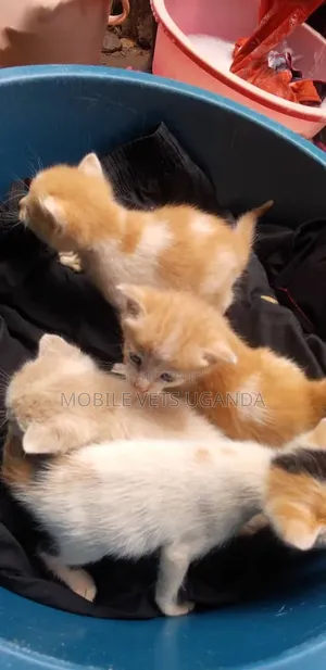 1-3 months Female Purebred Bombay