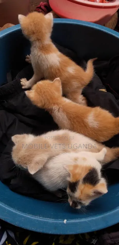 1-3 months Female Purebred Abyssinian