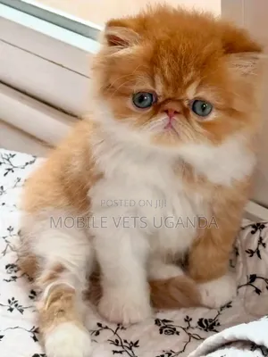 1-3 months Female Purebred Persian