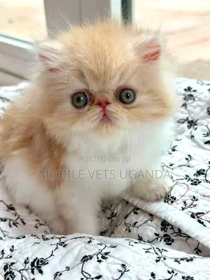 1-3 months Female Purebred Persian