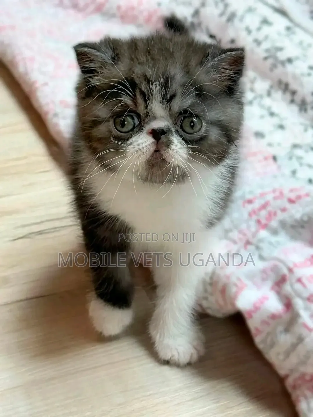 1-3 months Female Purebred Tabby