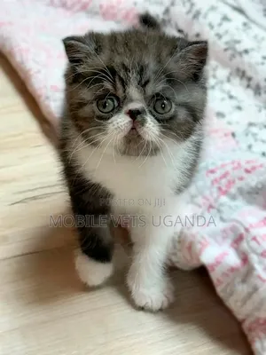 1-3 months Female Purebred Tabby