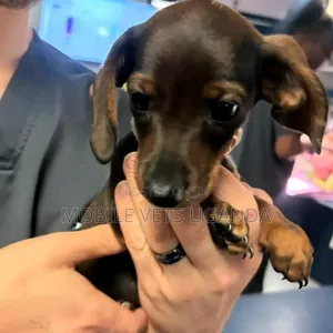 1-3 months Male Purebred Dachshund