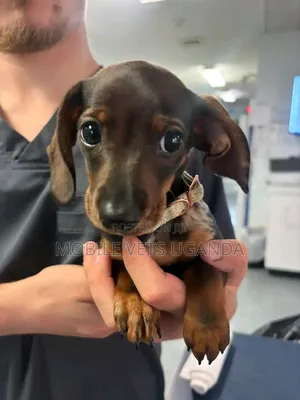 0-1 month Male Purebred Dachshund