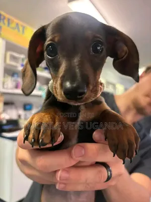 3-6 months Female Purebred Dachshund