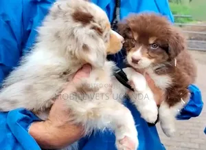 0-1 month Male Purebred Siberian Husky