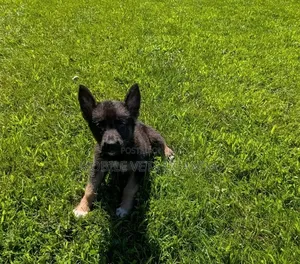 1-3 months Female Purebred German Shepherd