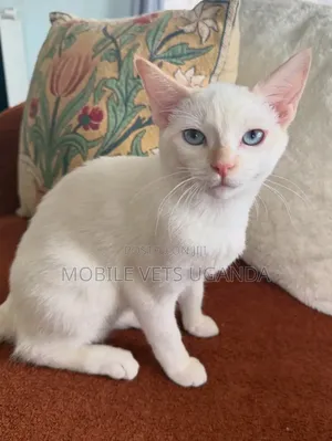 3-6 months Male Purebred Scottish Fold