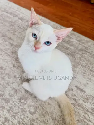 0-1 month Female Purebred Abyssinian