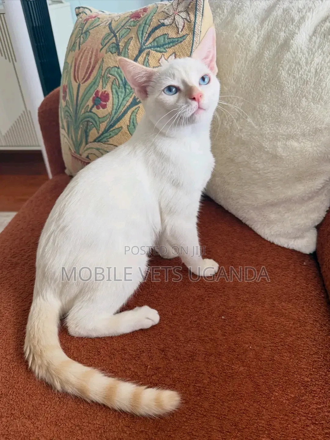 3-6 months Male Purebred Somali