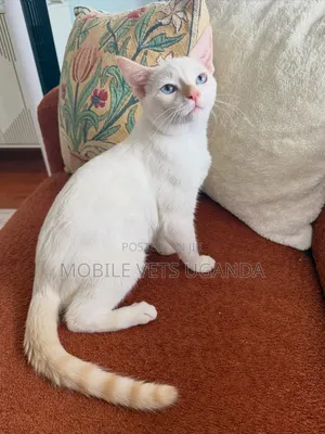 3-6 months Male Purebred Somali