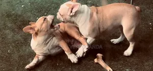 1-3 months Male Purebred French Bulldog