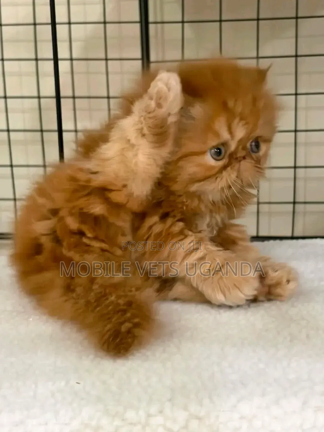 1-3 months Female Purebred Persian