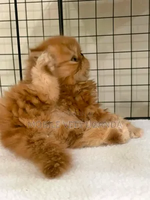 3-6 months Male Purebred Persian