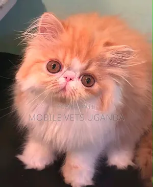 1-3 months Male Purebred Persian