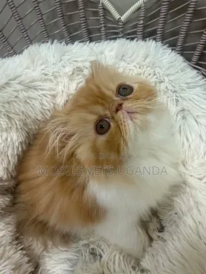 3-6 months Male Purebred Persian