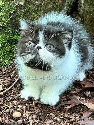 1-3 months Male Purebred Bombay