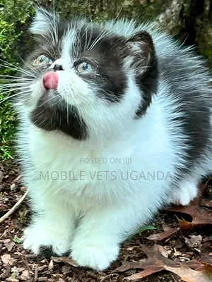 3-6 months Male Purebred Persian