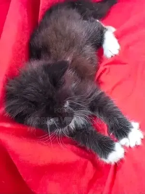 1-3 months Male Purebred Bombay