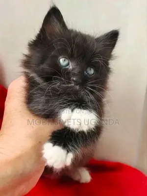 1-3 months Female Purebred American Curl