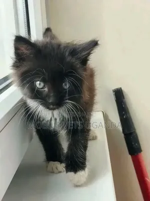 0-1 month Male Purebred Singapura