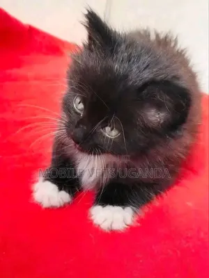 1-3 months Male Purebred American Bobtail