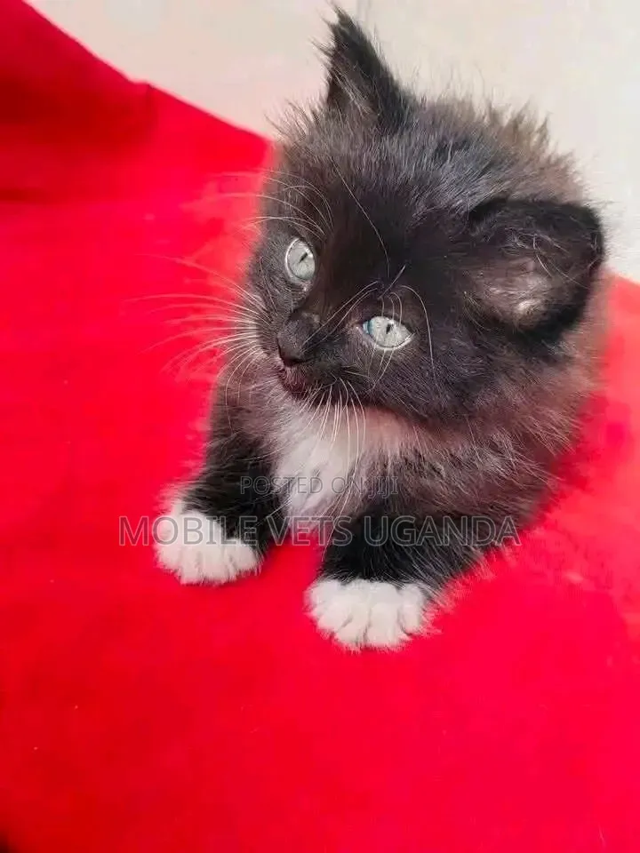 1-3 months Female Purebred Sphynx