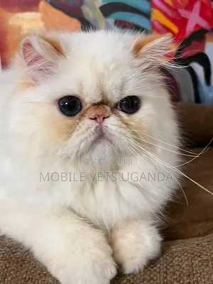 1-3 months Male Purebred Persian