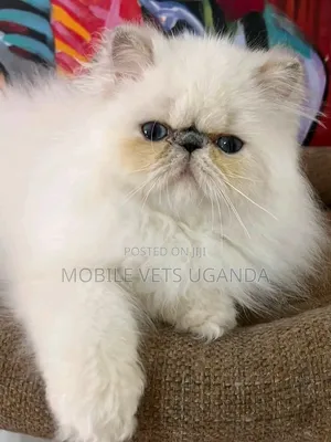 1-3 months Female Purebred Persian