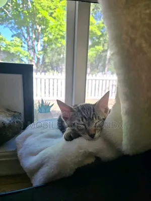 1-3 months Male Purebred Bengal
