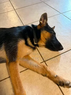 1-3 months Male Purebred German Shepherd
