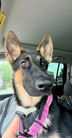 1-3 months Male Purebred German Shepherd