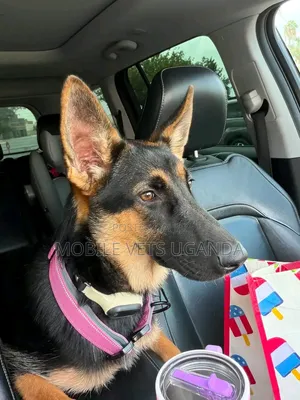 1-3 months Male Purebred German Shepherd