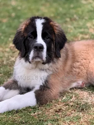 1-3 months Male Purebred Caucasian Shepherd