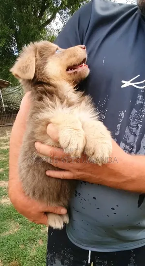 1-3 months Male Purebred Siberian Husky