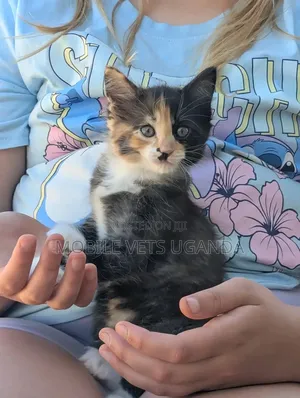1-3 months Male Purebred Bombay