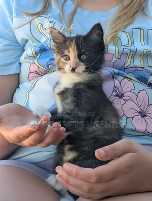 1-3 months Male Purebred American Curl