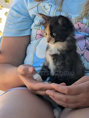 1-3 months Male Purebred American Curl