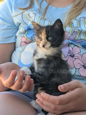 1-3 months Female Purebred Javanese