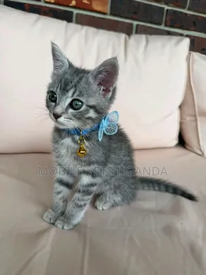1-3 months Male Purebred Bombay