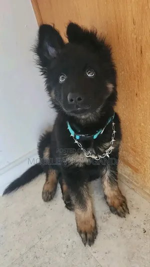 3-6 months Male Purebred German Shepherd