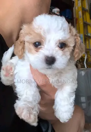 1-3 months Male Purebred Maltese