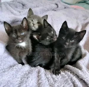 1-3 months Male Purebred Abyssinian