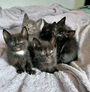 0-1 month Female Purebred Sphynx