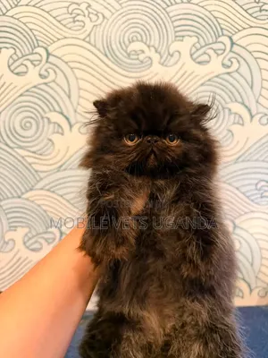 3-6 months Male Purebred Persian