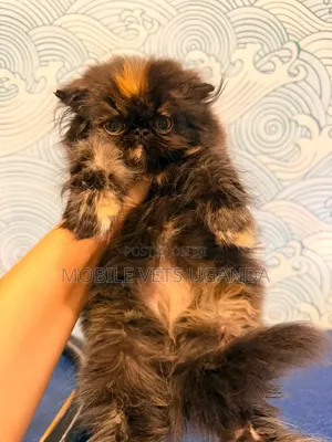 1-3 months Female Purebred Persian